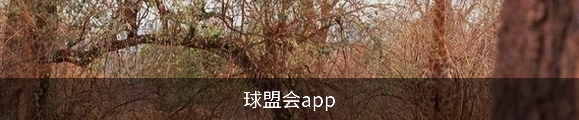 球盟会.QMH(中国)-官方网站
